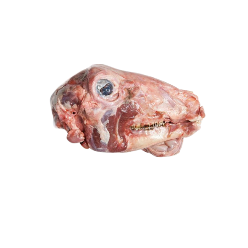 Lamb head